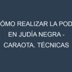 Cómo Realizar la Poda en Judía negra – Caraota. Técnicas y Poda de formación.