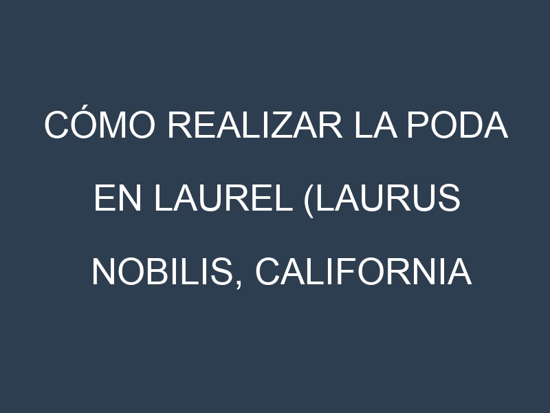 Cómo Realizar la Poda en Laurel (Laurus nobilis, California Bay, Indonesian Bay, West Indian Bay, Turkish Bay). Técnicas y Poda de formación.