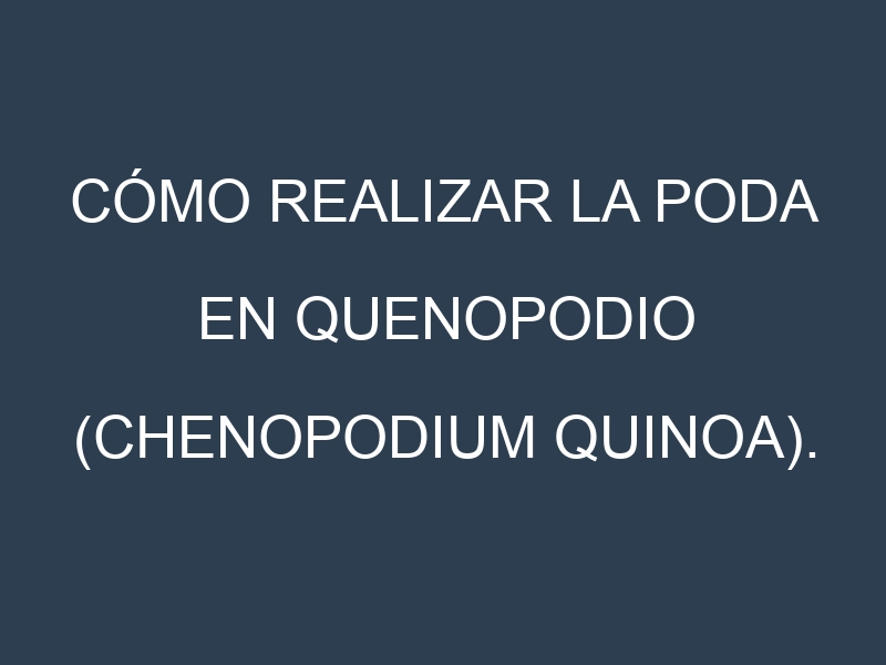 Cómo Realizar la Poda en Quenopodio (Chenopodium quinoa). Técnicas y Poda de formación.
