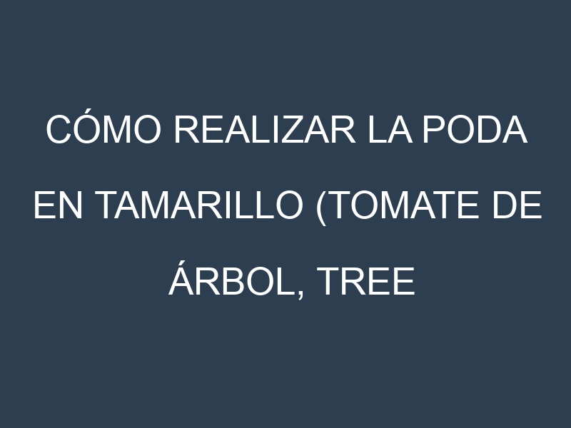 Cómo Realizar la Poda en Tamarillo (Tomate de árbol, tree tomato). Técnicas y Poda de formación.
