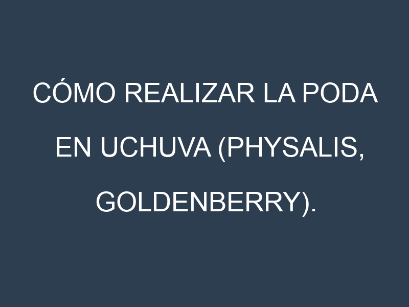 Cómo Realizar la Poda en Uchuva (Physalis, goldenberry). Técnicas y Poda de formación.