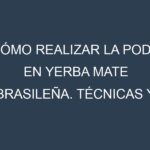 Cómo Realizar la Poda en Yerba mate brasileña. Técnicas y Poda de formación.
