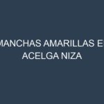 Manchas Amarillas en Acelga Niza