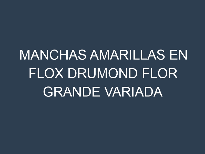 Manchas Amarillas en Flox Drumond Flor Grande Variada
