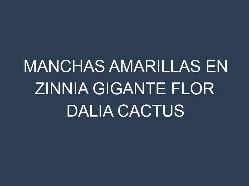 Manchas Amarillas en Zinnia Gigante Flor Dalia Cactus