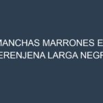 Manchas Marrones en Berenjena Larga Negra