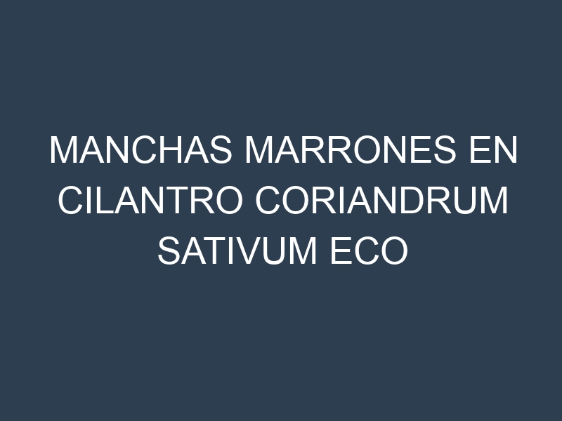 Manchas Marrones en Cilantro Coriandrum Sativum Eco