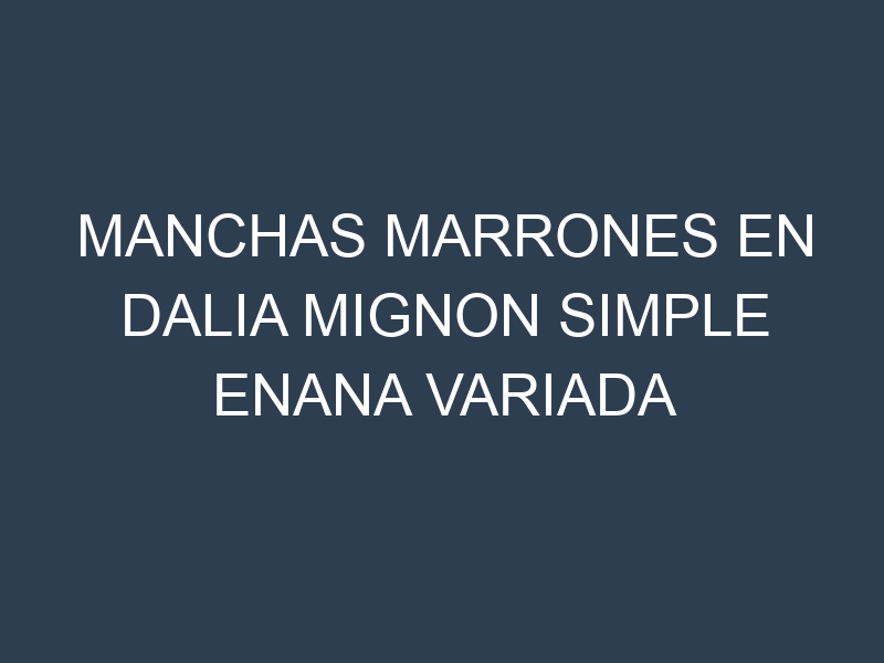 Manchas Marrones en Dalia Mignon Simple Enana Variada