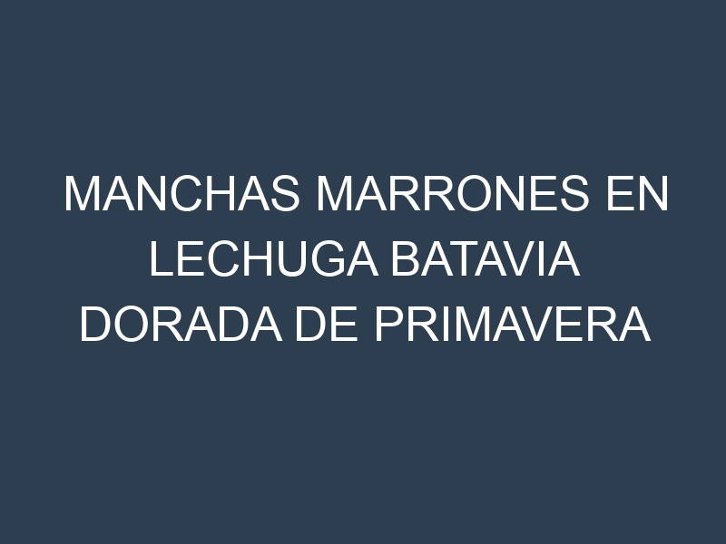 Manchas Marrones en Lechuga Batavia Dorada De Primavera