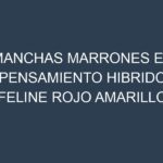 Manchas Marrones en Pensamiento Hibrido Feline Rojo Amarillo