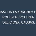 Manchas marrones en Rollinia – Rollinia deliciosa. Causas, Prevención y Soluciones