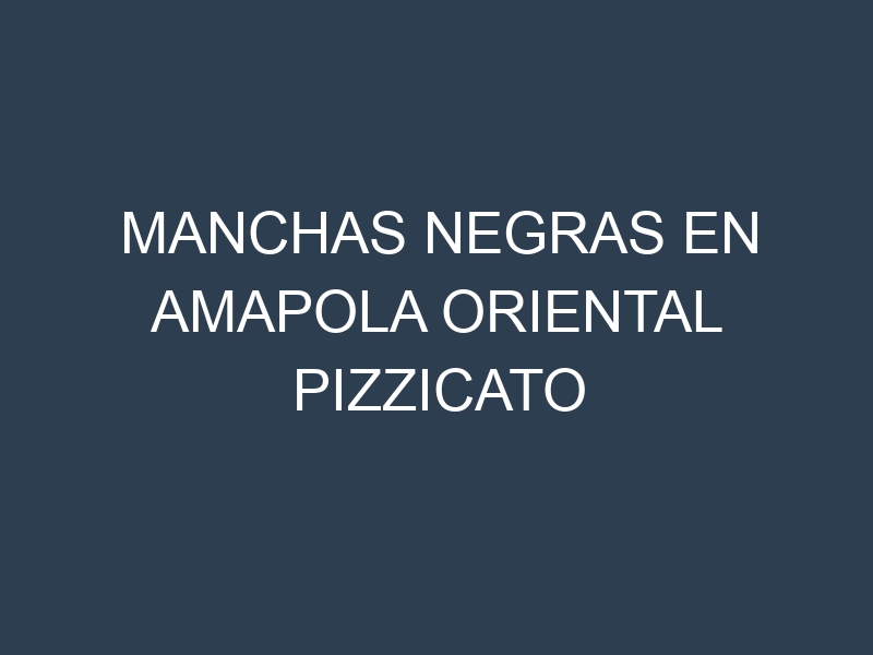 Manchas Negras en Amapola Oriental Pizzicato