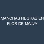 Manchas Negras en Flor De Malva