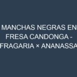 Manchas Negras en Fresa Candonga – Fragaria × ananassa ‘Candonga’: Causas, Efectos y Manejo