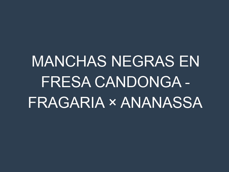 Manchas Negras en Fresa Candonga – Fragaria × ananassa ‘Candonga’: Causas, Efectos y Manejo