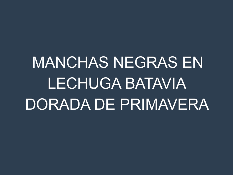 Manchas Negras en Lechuga Batavia Dorada De Primavera