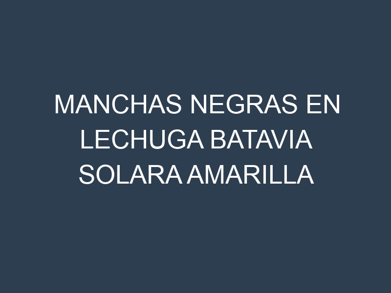 Manchas Negras en Lechuga Batavia Solara Amarilla