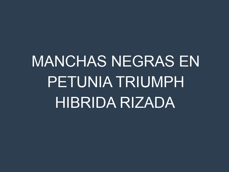 Manchas Negras en Petunia Triumph Hibrida Rizada