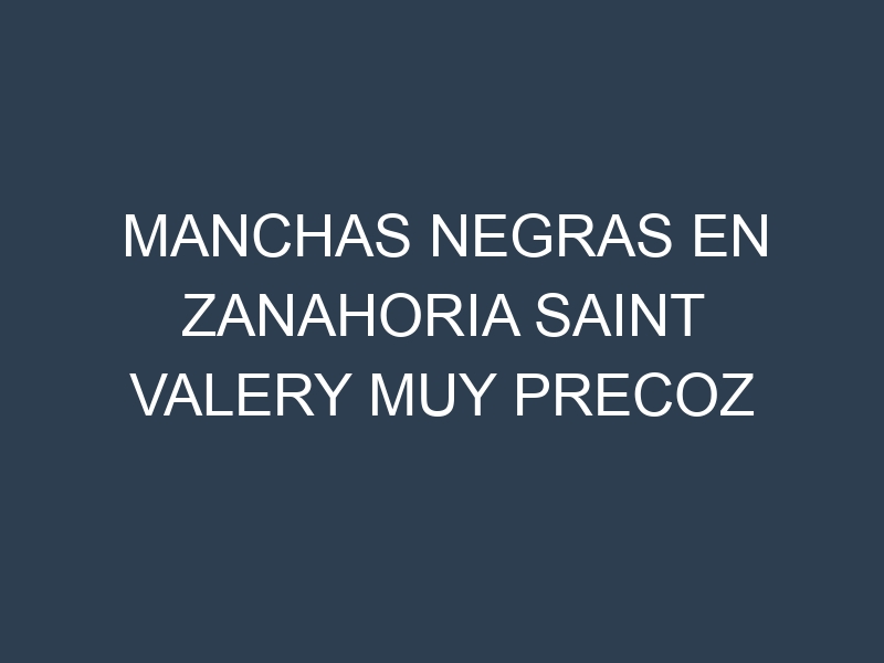 Manchas Negras en Zanahoria Saint Valery Muy Precoz