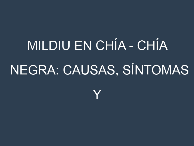 Mildiu en Chía – Chía negra: Causas, Síntomas y Estrategias de Control en Cultivos
