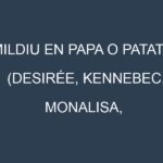 Mildiu en Papa o patata (Desirée, Kennebec, Monalisa, Agria): Causas, Síntomas y Estrategias de Control en Cultivos