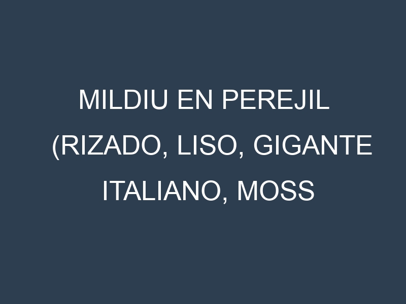 Mildiu en Perejil (Rizado, Liso, Gigante italiano, Moss Curled): Causas, Síntomas y Estrategias de Control en Cultivos