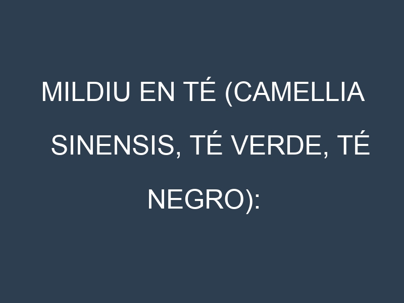 Mildiu en Té (Camellia sinensis, Té verde, Té negro): Causas, Síntomas y Estrategias de Control en Cultivos