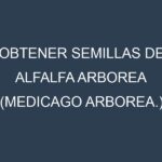Obtener Semillas de Alfalfa Arborea (Medicago arborea.)