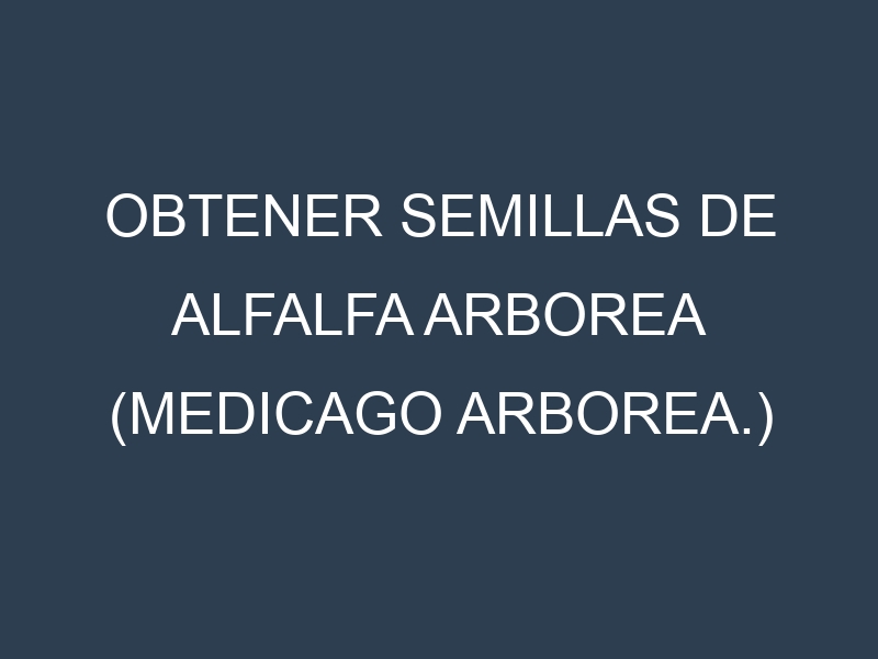Obtener Semillas de Alfalfa Arborea (Medicago arborea.)