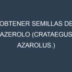Obtener Semillas de Azerolo (Crataegus azarolus.)