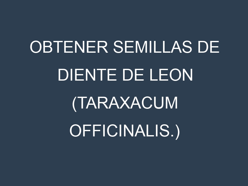 Obtener Semillas de Diente De Leon (Taraxacum officinalis.)
