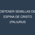 Obtener Semillas de Espina De Cristo (Paliurus spina-christi.)