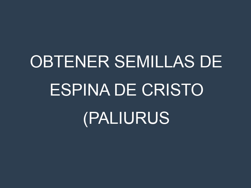 Obtener Semillas de Espina De Cristo (Paliurus spina-christi.)