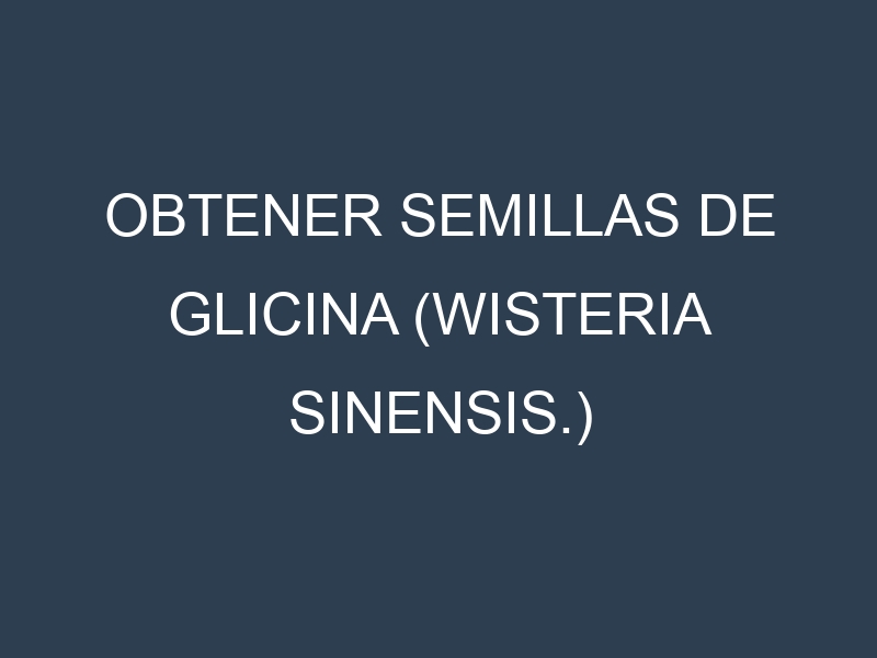 Obtener Semillas de Glicina (Wisteria sinensis.)