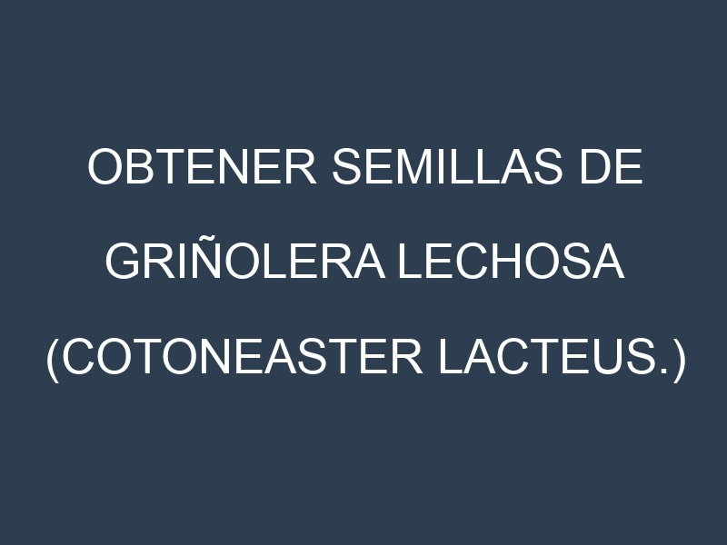 Obtener Semillas de Griñolera Lechosa (Cotoneaster lacteus.)