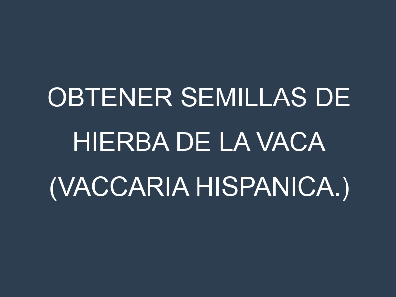 Obtener Semillas de Hierba De La Vaca (Vaccaria hispanica.)