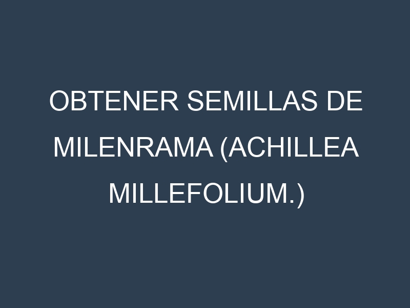 Obtener Semillas de Milenrama (Achillea millefolium.)