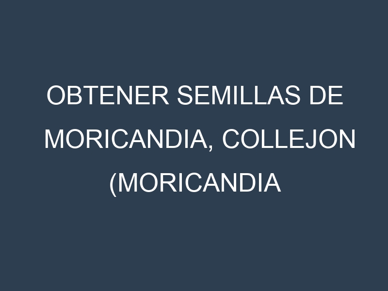 Obtener Semillas de Moricandia, Collejon (Moricandia moricandioides)