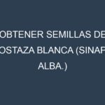 Obtener Semillas de Mostaza Blanca (Sinapis alba.)