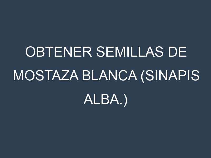 Obtener Semillas de Mostaza Blanca (Sinapis alba.)