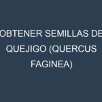 Obtener Semillas de Quejigo (Quercus faginea)