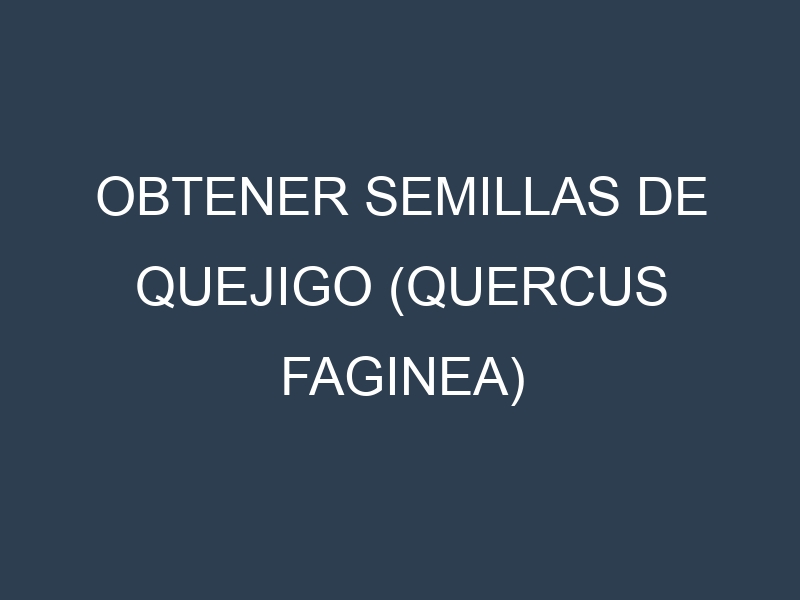 Obtener Semillas de Quejigo (Quercus faginea)