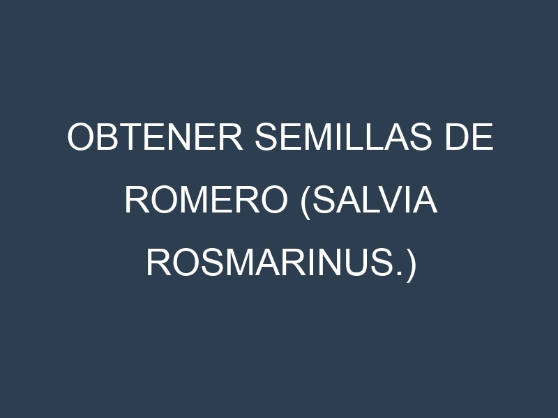 Obtener Semillas de Romero (Salvia rosmarinus.)