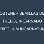 Obtener Semillas de Trébol Incarnado (Trifolium incarnatum.)