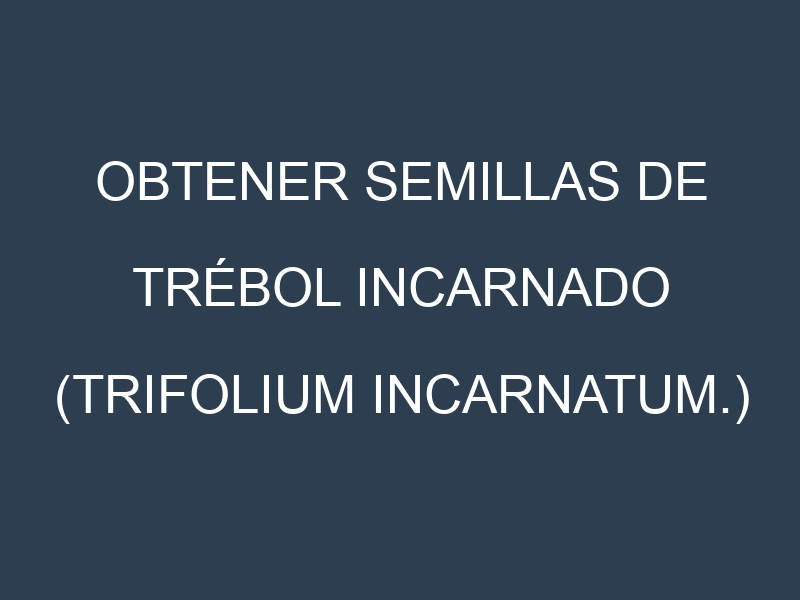 Obtener Semillas de Trébol Incarnado (Trifolium incarnatum.)