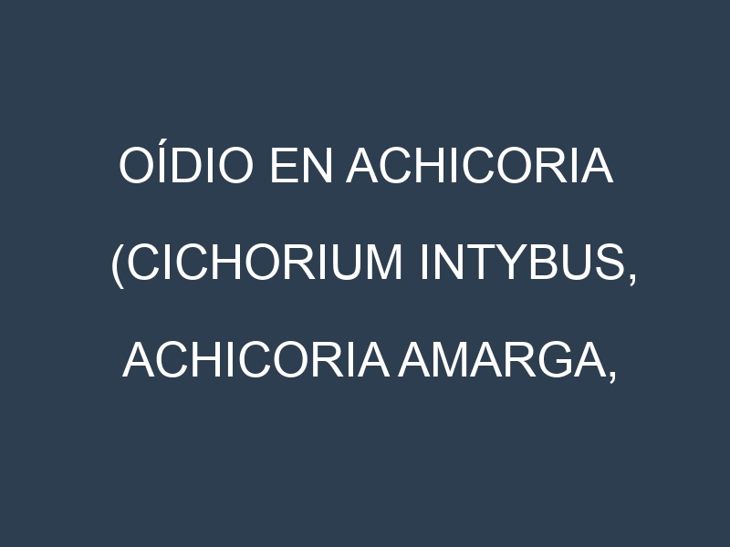 Oídio en Achicoria (Cichorium intybus, Achicoria amarga, Achicoria de hoja): síntomas, ciclo de vida y estrategias de control