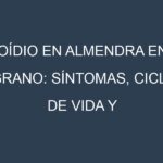 Oídio en Almendra en grano: síntomas, ciclo de vida y estrategias de control