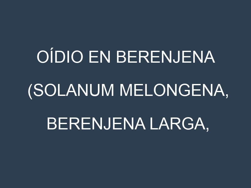 Oídio en Berenjena (Solanum melongena, Berenjena larga, Berenjena redonda): síntomas, ciclo de vida y estrategias de control