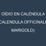 Oídio en Caléndula (Calendula officinalis, Marigold): síntomas, ciclo de vida y estrategias de control