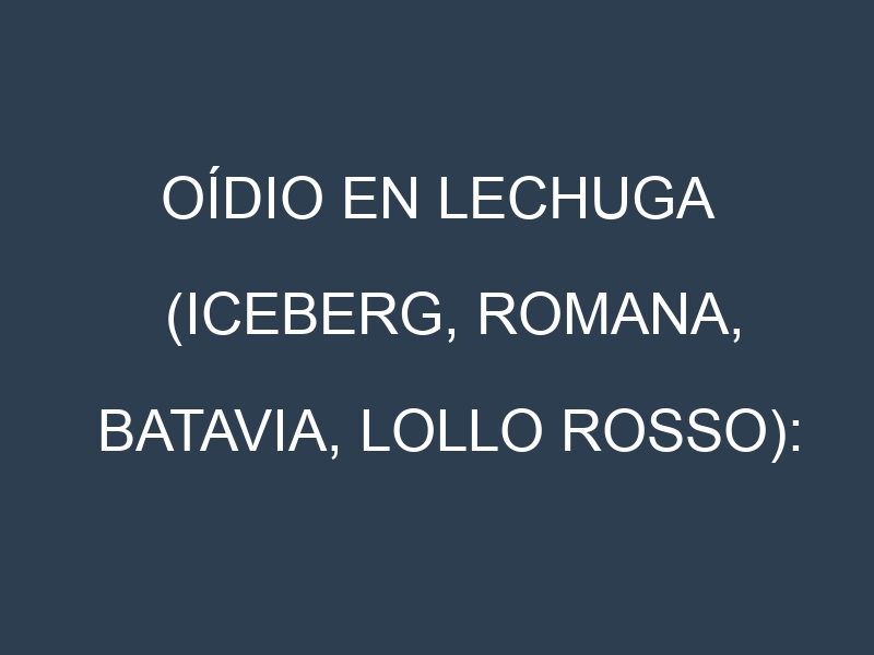Oídio en Lechuga (Iceberg, Romana, Batavia, Lollo Rosso): síntomas, ciclo de vida y estrategias de control
